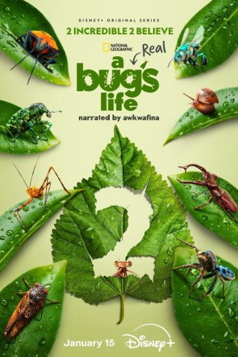 مسلسل A Real Bug’s Life الموسم الثاني الحلقة 5 الاخيرة مترجمة